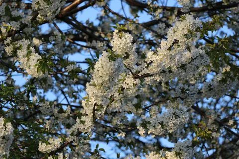 Cherry blossoms Stock Photos