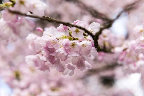 Cherry Blossoms Stock Photos