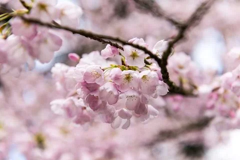 Cherry Blossoms Stock Photos