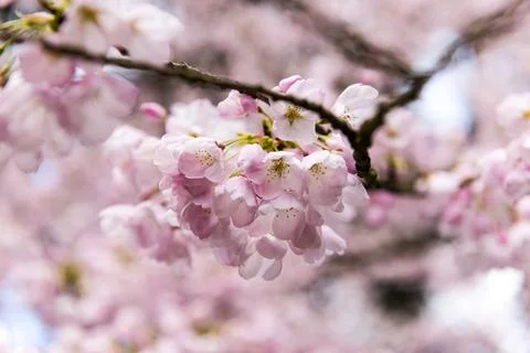Cherry Blossoms Stock Photos