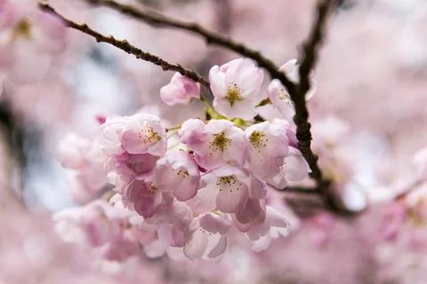 Cherry Blossoms Stock Photos