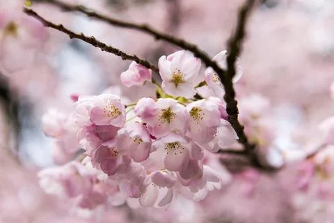 Cherry Blossoms Stock Photos