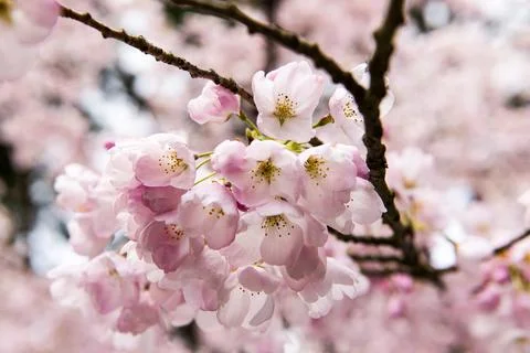 Cherry Blossoms Stock Photos