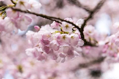 Cherry Blossoms Stock Photos