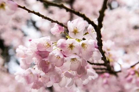Cherry Blossoms Stock Photos