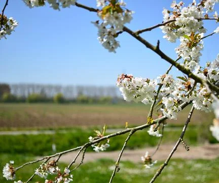 Cherry blossoms Foto stock