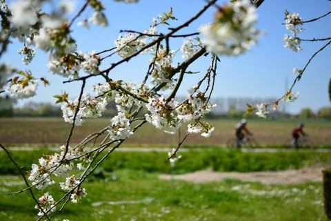 Cherry blossoms Stock Photos