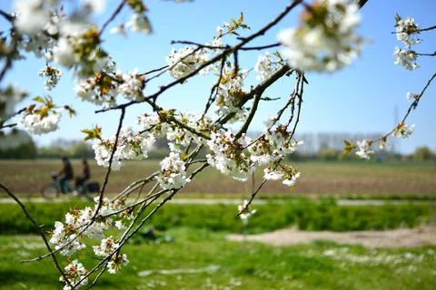 Cherry blossoms Stock Photos