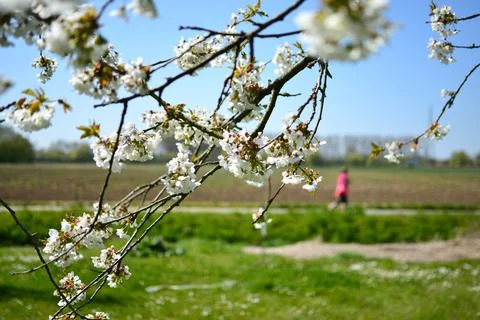 Cherry blossoms Stock Photos