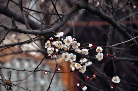 Cherry blossoms Stock Photos
