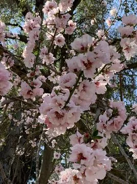Cherry Blossoms Stock Photos