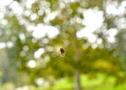Cherry blossoms Stock Photos