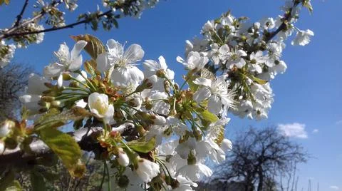 Cherry blossoms Stock Photos