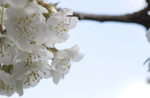 Cherry blossoms Stock Photos
