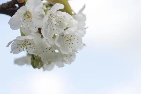 Cherry blossoms Stock Photos
