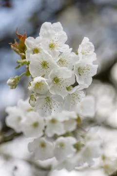 Cherry blossoms Stock Photos