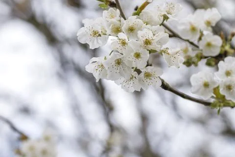 Cherry blossoms Stock Photos