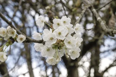 Cherry blossoms Stock Photos
