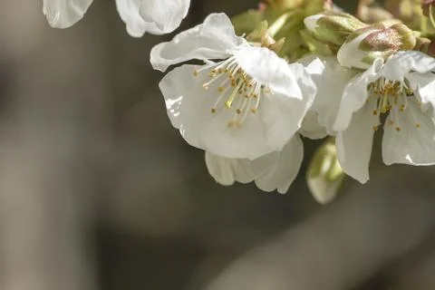 Cherry blossoms Stock Photos