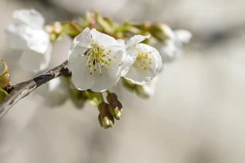 Cherry blossoms Stock Photos