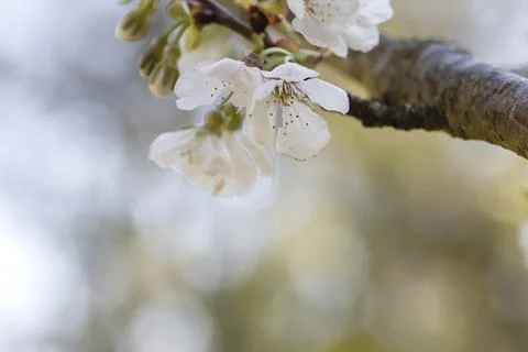 Cherry blossoms Stock Photos