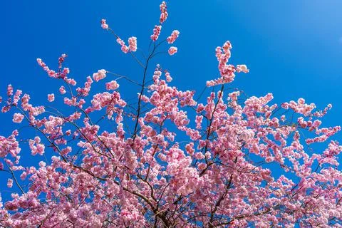 Cherry blossoms Stock Photos