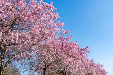 Cherry blossoms Stock Photos