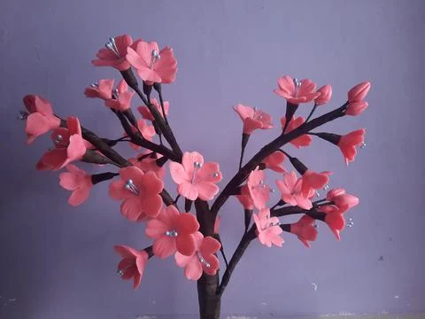 Cherry blossoms Stock Photos