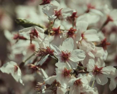 Cherry Blossoms 스톡 사진