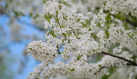 Cherry blossoms Stock Photos