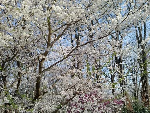 Cherry Blossoms  스톡 사진