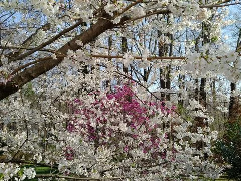 Cherry Blossoms  스톡 사진