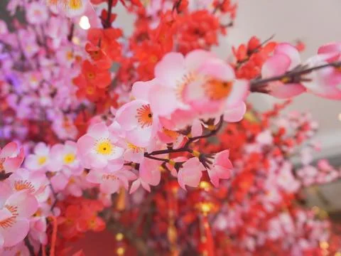 Cherry blossoms Stock Photos