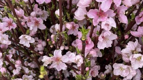 Cherry Blossoms Stock-Fotos
