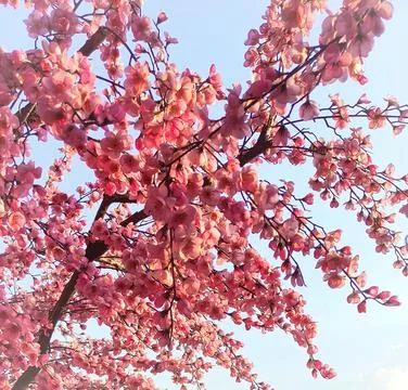 Cherry blossoms Stock Photos