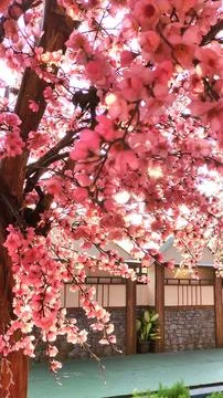 Cherry blossoms Stock Photos