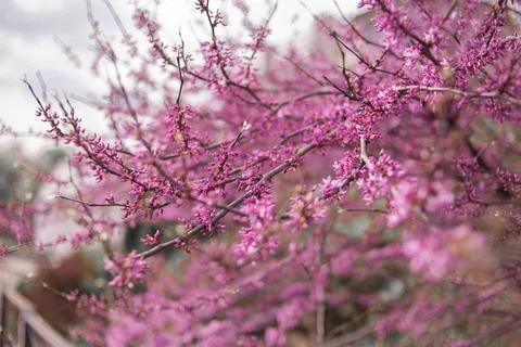 Cherry blossoms Stock Photos