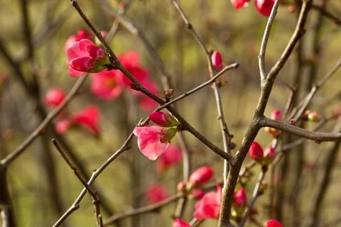 Cherry blossoms Stock Photos