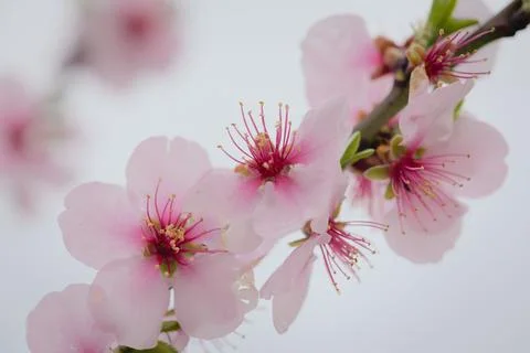 Cherry blossoms Stock Photos