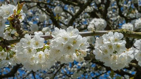 Cherry blossoms Stock Photos