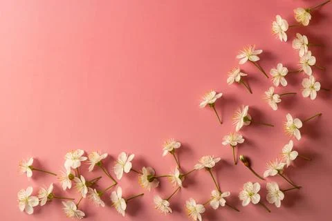 Cherry blossoms Stock Photos