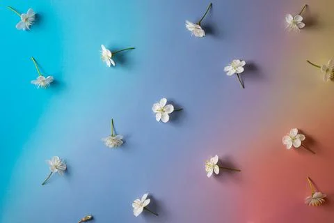 Cherry blossoms Stock Photos