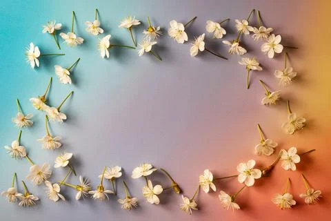 Cherry blossoms Stock Photos