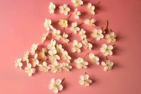 Cherry blossoms Stock Photos