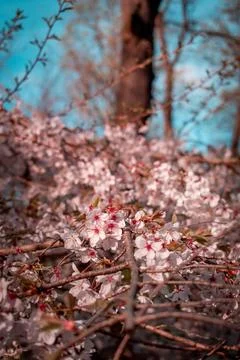 Cherry blossoms 스톡 사진