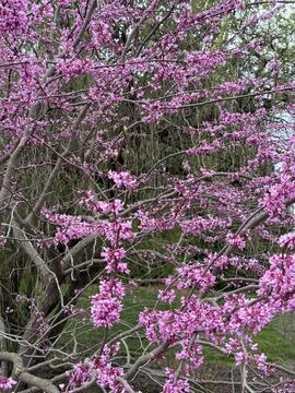 Cherry blossoms Stock Photos