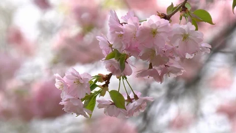 Cherry Blossoms Pink Acolade Stock Footage 89492036