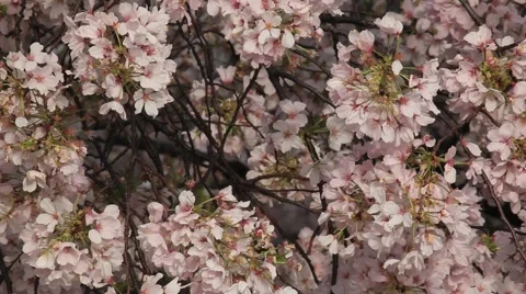 CHERRY BLOSSOMS PINK WITH BRANCHES Stock Footage 953323