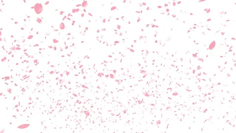 Cherry Blossoms, Pink Flower, Spring Season Video stock 126115004