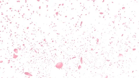 Cherry Blossoms, Pink Flower, Spring Season Video stock 126160754